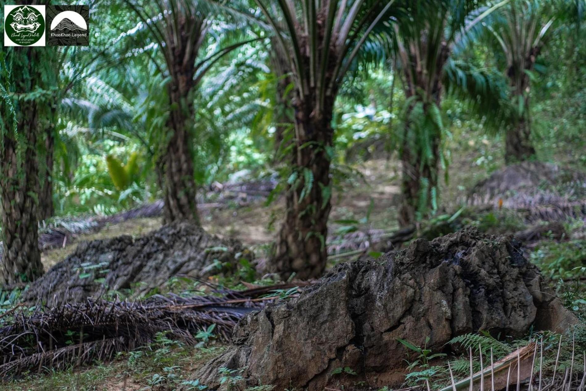 Khaosok Legend Villa Khao Sok National Park Dış mekan fotoğraf
